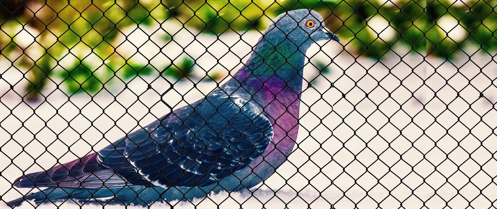 Sai Ganesh Bird Netting in Pune